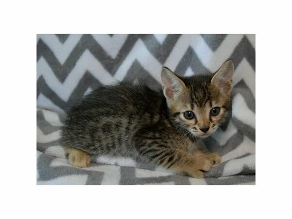 Bengal-CAT-Male-Black / Brown-23491-Petland Racine, Wisconsin