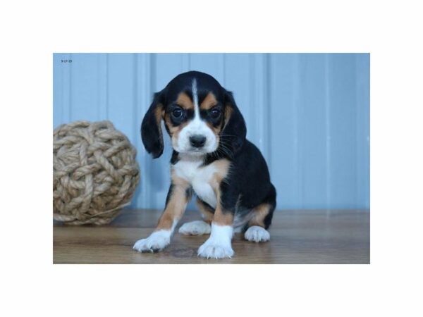 CavaBea-DOG-Male-Tri-Colored-23505-Petland Racine, Wisconsin