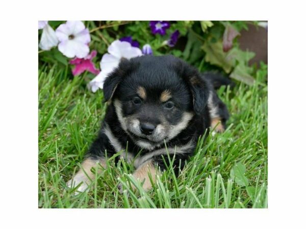 Shibapoo-DOG-Male-Black-23496-Petland Racine, Wisconsin