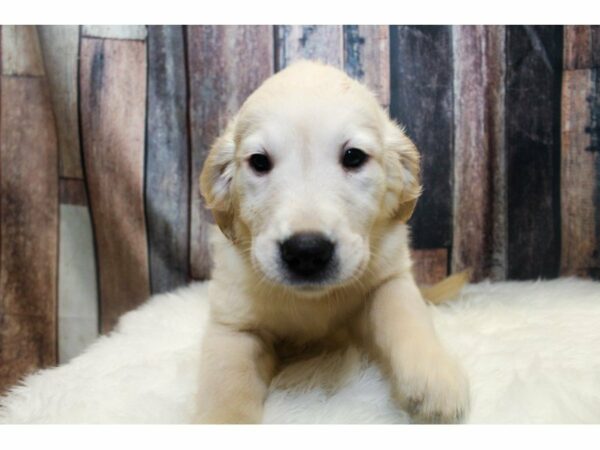 Golden Retriever-DOG-Male-Cream-15080-Petland Racine, Wisconsin