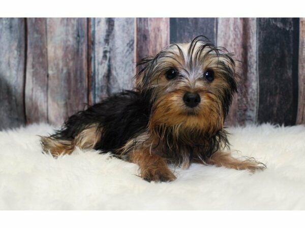 Yorkshire Terrier-DOG-Male-Black / Tan-15086-Petland Racine, Wisconsin