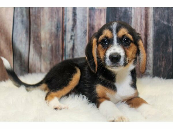 Australian Shepherd/Beagle-DOG-Female-Tri-Colored-15096-Petland Racine, Wisconsin