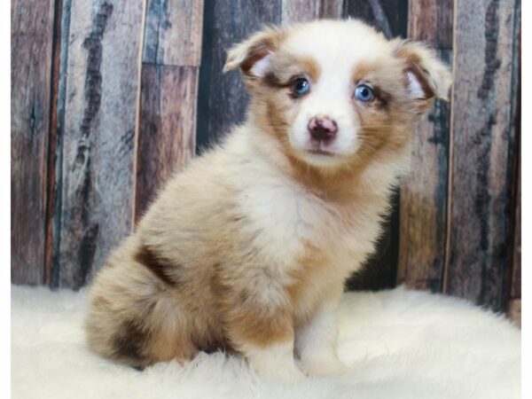 Mini Australian Shepherd-DOG-Female-Red Merle-15104-Petland Racine, Wisconsin