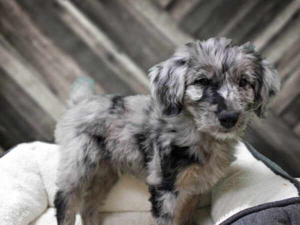 Aussiepoo-DOG-Male-Blue Merle-23489-Petland Racine, Wisconsin