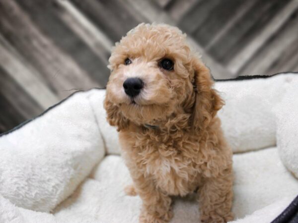 Poochon DOG Male APCT 23510 Petland Racine, Wisconsin