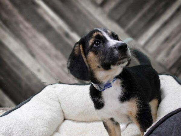 Australian Shepherd/Beagle-DOG-Male-Tri-Colored-23506-Petland Racine, Wisconsin