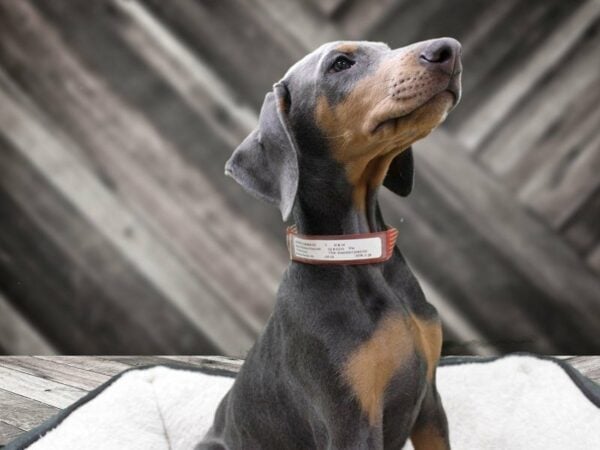 Doberman Pinscher DOG Female Blue / Rust 23493 Petland Racine, Wisconsin