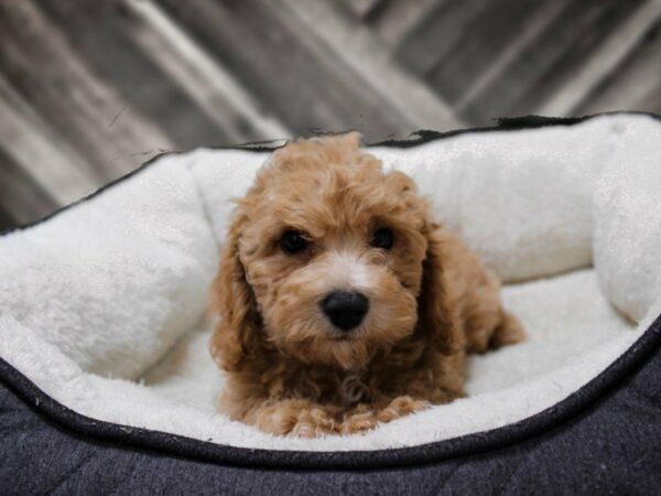 Poochon DOG Male APCT 23511 Petland Racine, Wisconsin