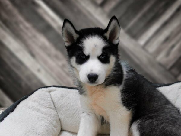 Siberian Husky-DOG-Female-Black / White-23497-Petland Racine, Wisconsin