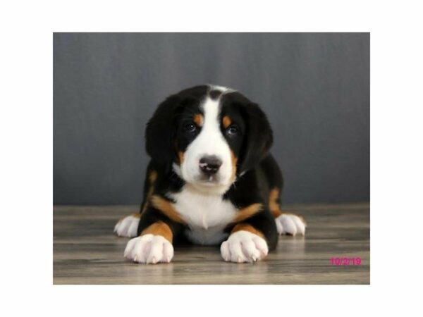 Greater Swiss Mountain Dog-DOG-Female-Black, White / Red-15113-Petland Racine, Wisconsin