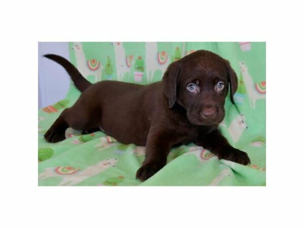 Labrador Retriever-DOG-Male-Chocolate-15108-Petland Racine, Wisconsin