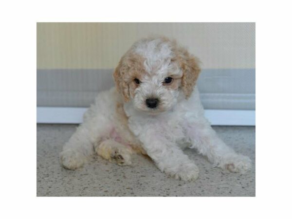 Poodle Mini DOG Male White / Gold 15106 Petland Racine, Wisconsin