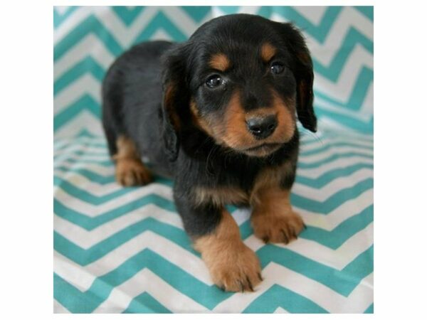 Dachshund-DOG-Male-Black / Tan-15109-Petland Racine, Wisconsin