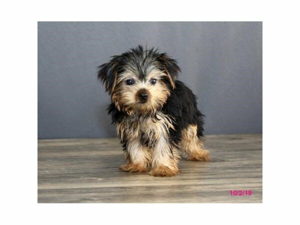 Yorkshire Terrier-DOG-Male-Black / Tan-15107-Petland Racine, Wisconsin