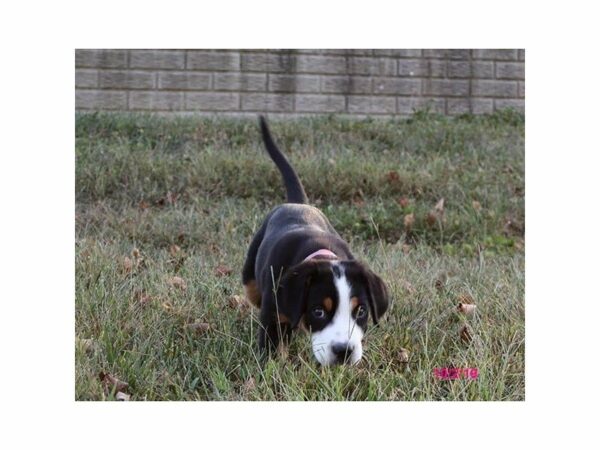 Greater Swiss Mountain Dog-DOG-Female-Black, White / Red-23532-Petland Racine, Wisconsin