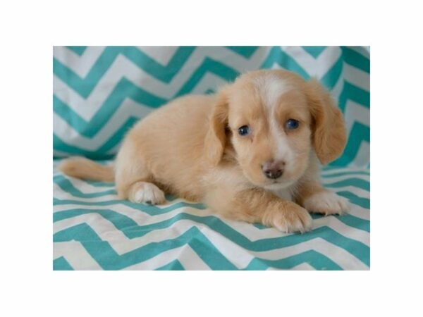 Dachshund-DOG-Male-Isabella-23531-Petland Racine, Wisconsin