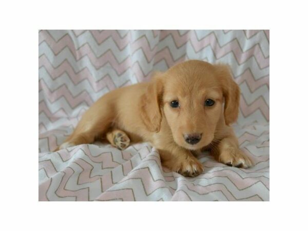 Dachshund-DOG-Female-Red-23530-Petland Racine, Wisconsin