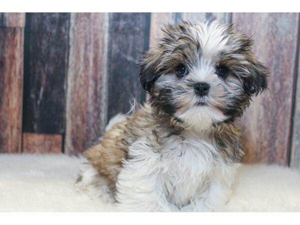 Malti Tzu DOG Male Brindle / White 15112 Petland Racine, Wisconsin