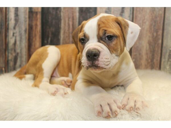 American Bulldog-DOG-Male-White-15117-Petland Racine, Wisconsin