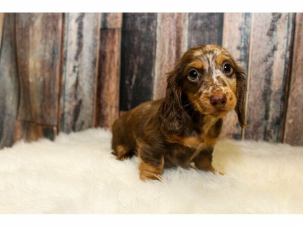 Dachshund-DOG-Female-Chocolate Dapple-15118-Petland Racine, Wisconsin