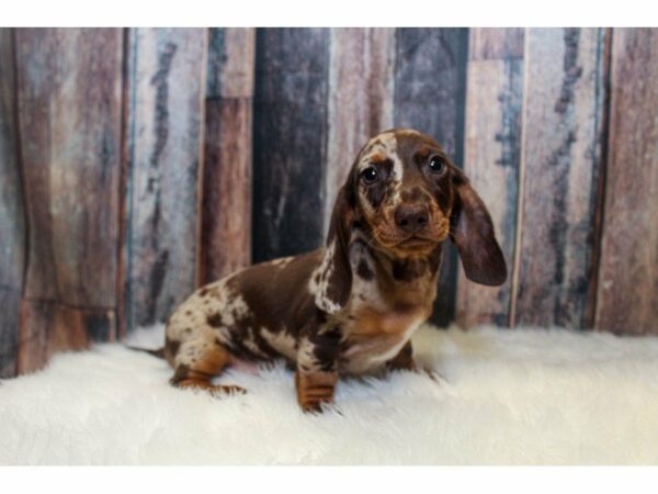 Dachshund-DOG-Male-Chocolate Dapple-15119-Petland Racine, Wisconsin