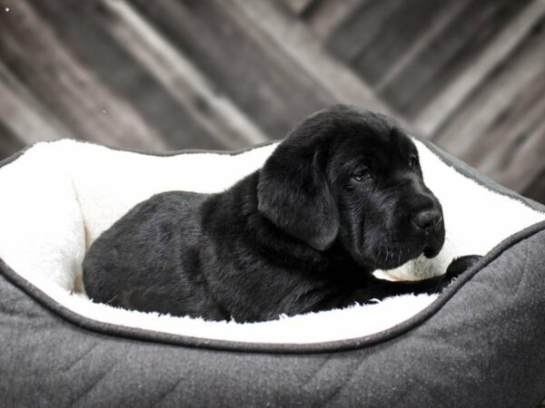 Walrus-DOG-Female-Black-23521-Petland Racine, Wisconsin