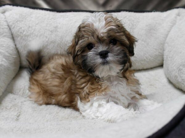 Malshi-DOG-Female-Brindle / White-23526-Petland Racine, Wisconsin