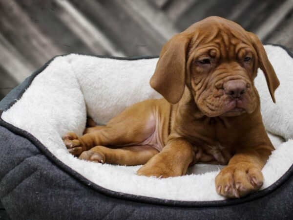 Dogue De Bordeaux-DOG-Female-Red-23529-Petland Racine, Wisconsin