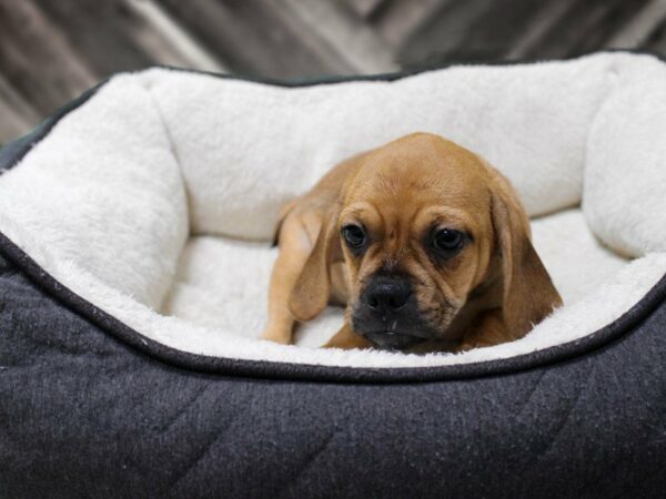 Puggle-DOG-Female-Fawn-23522-Petland Racine, Wisconsin