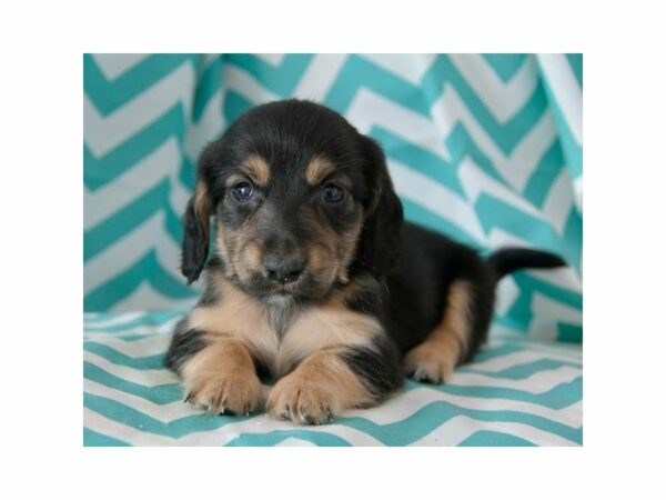 Dachshund-DOG-Male-Black/Tan-15121-Petland Racine, Wisconsin