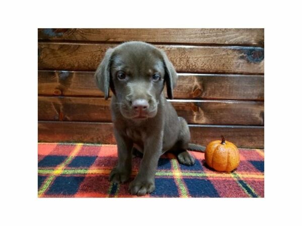 Labrador Retriever-DOG-Male-Chocolate-15128-Petland Racine, Wisconsin