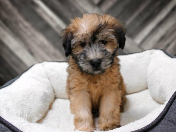 Soft Coated Wheaten Terrier-DOG-Male-Wheaten-23548-Petland Racine, Wisconsin
