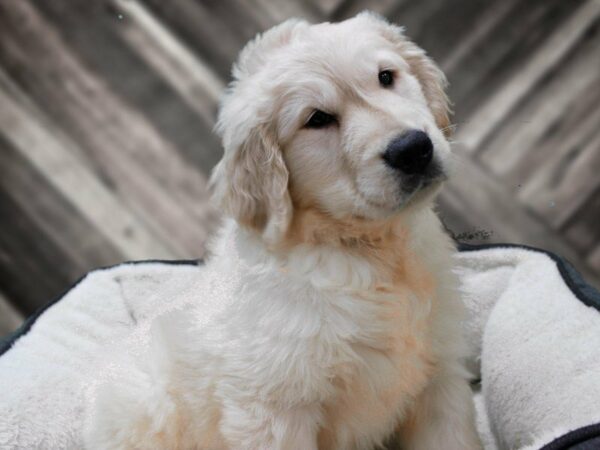 Golden Retriever-DOG-Male-Cream-23549-Petland Racine, Wisconsin