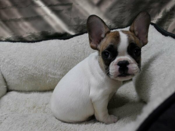French Bulldog-DOG-Male-WH W/ BRN-23550-Petland Racine, Wisconsin