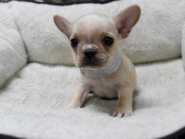 French Bulldog-DOG-Female-CREAM-23551-Petland Racine, Wisconsin