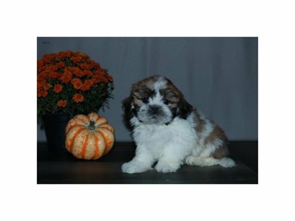 Zuchon-DOG-Male-Black Brown / White-15130-Petland Racine, Wisconsin