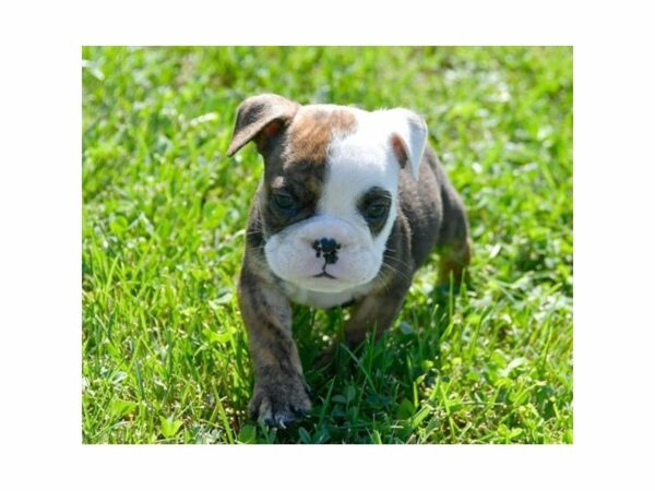 Bulldog DOG Male Brindle / White 15129 Petland Racine, Wisconsin