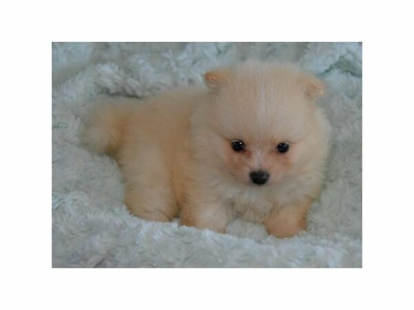 Pomeranian-DOG-Male-Cream-15136-Petland Racine, Wisconsin