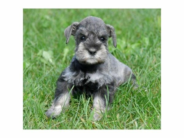 Miniature Schnauzer-DOG-Female-Salt / Pepper-23556-Petland Racine, Wisconsin
