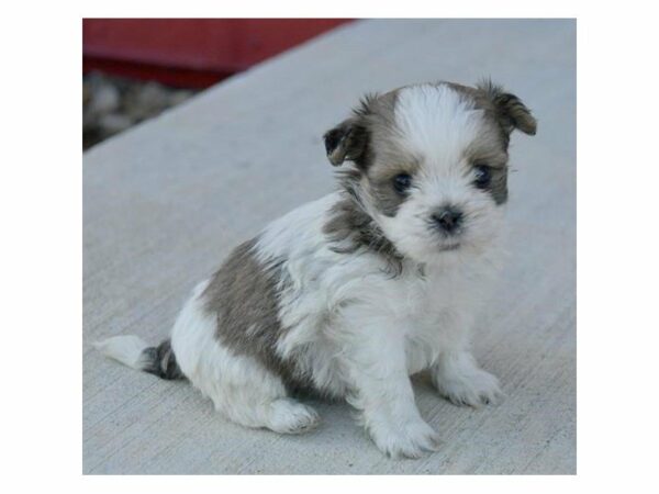 Maltese/Shih Tzu-DOG-Male-Liver / White-23554-Petland Racine, Wisconsin