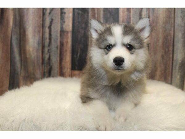 Huskimo DOG Male Black / White 15131 Petland Racine, Wisconsin