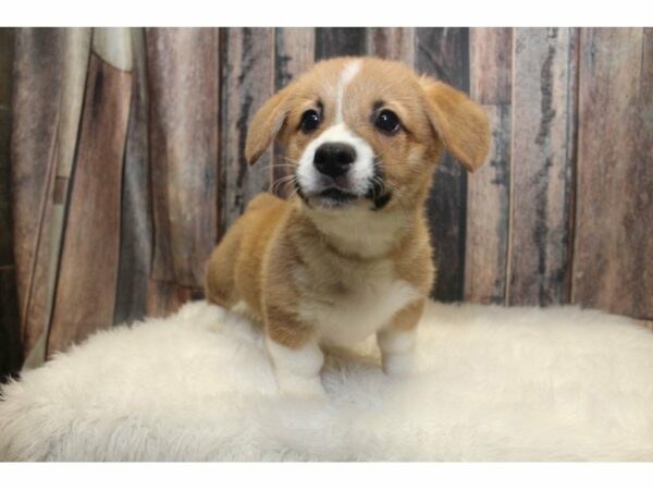 Pembroke Welsh Corgi-DOG-Male-Red / White-15133-Petland Racine, Wisconsin