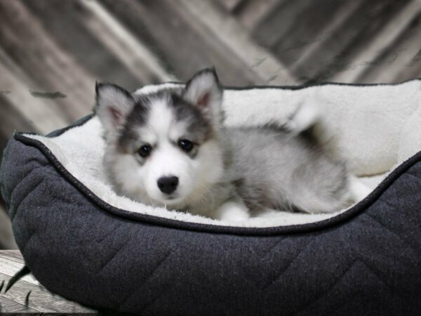 Huskimo-DOG-Male-Black / White-23562-Petland Racine, Wisconsin