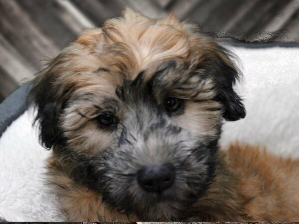 Soft Coated Wheaten Terrier-DOG-Male-Wheaten-23559-Petland Racine, Wisconsin