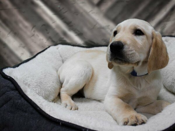 Labrador Retriever-DOG-Male-Yellow-23557-Petland Racine, Wisconsin