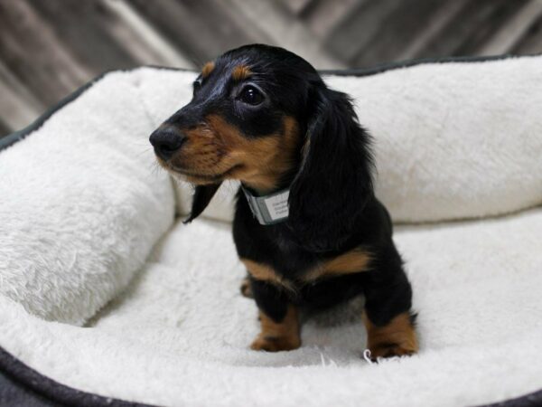 Dachshund-DOG-Female-BLK/TAN-23568-Petland Racine, Wisconsin