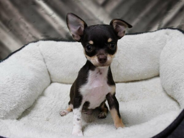 Chihuahua-DOG-Male-CHOC/TN/WH-23566-Petland Racine, Wisconsin