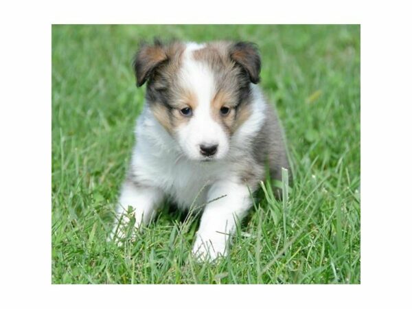 Shetland Sheepdog-DOG-Female-Sable / White-23575-Petland Racine, Wisconsin