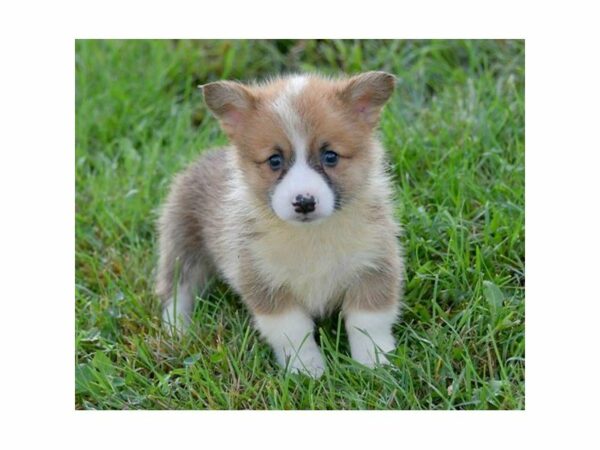 Pembroke Welsh Corgi-DOG-Male-Red / White-23573-Petland Racine, Wisconsin