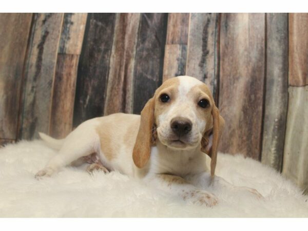 Beagle-DOG-Male-Lemon/White-15140-Petland Racine, Wisconsin
